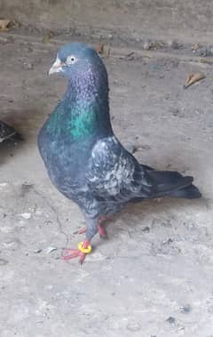 salara teddy pair for sale