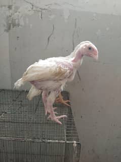 heera indian Parrot beak cross aseel
