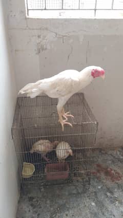 heera
