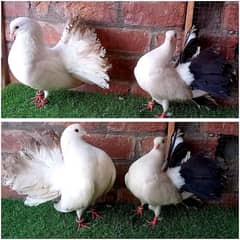 fancy and flying pigeon. . . . 11 pairs
