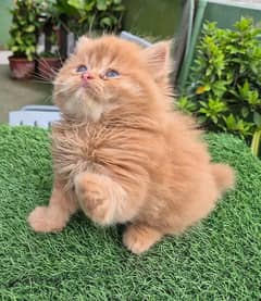PERSIANS KITTEN FOR SALE ONLY. CONTACT WHATUP NO 03292450497