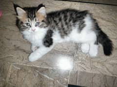 Persian kittens for sale