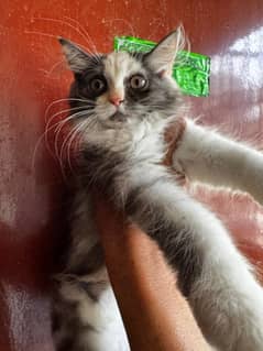 Persian kitten