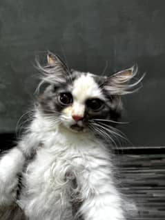 Persian