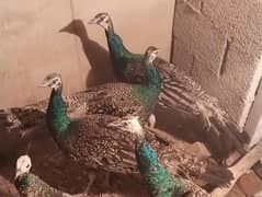 peacock