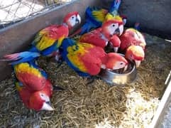 Macow parrot 03017100506
