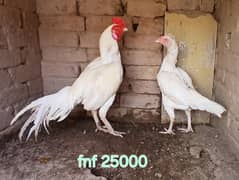 heera aseel for sale