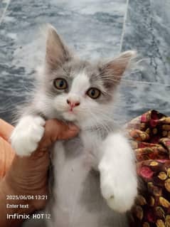 Persian kitten Looking for new home