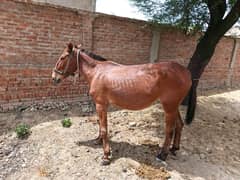 Remount