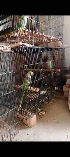 Raw Kashmir pair