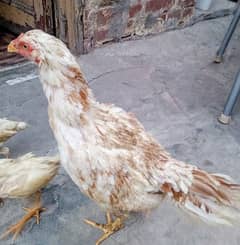 Female aseel hen