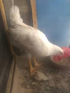 farmi murge or murgi