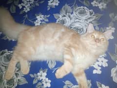 Persian