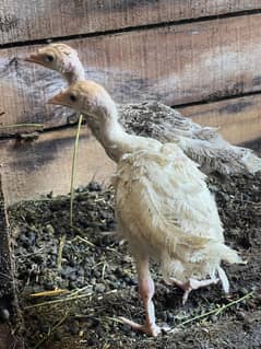 Turkey and aseel pair