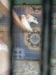 albino