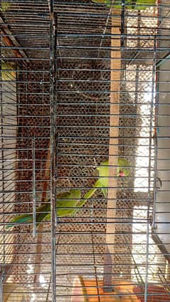 parrots