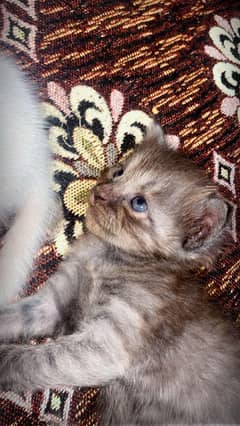 persian kitten