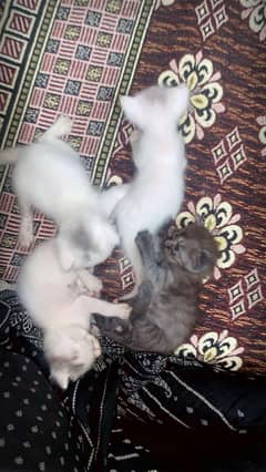 persian kitten
