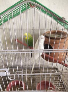 Healthy &  beautiful Parrots for Sale – & Friendly 
                                title=