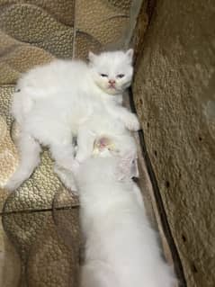 Persian
