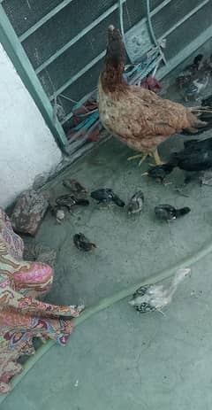 Aseel Hen's