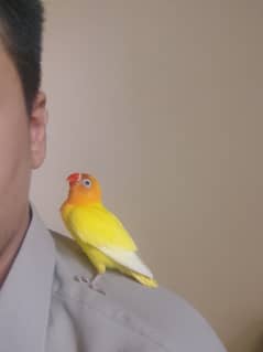 Fully hand tamed and friendly bird