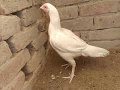 Heera Aseel breeder hen / Heera female / Madi / Hera Murgi / hira