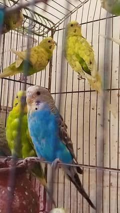 Australian parrot