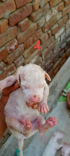 gultair male puppy