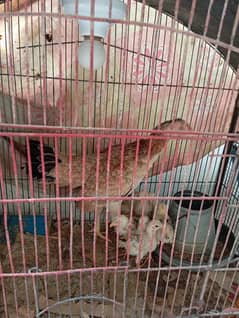 Asseel Jageri Breed Chicks and Hen Available for Sale