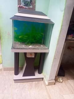 Fish