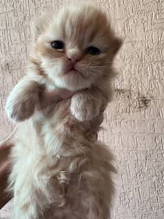 Peki bloodline persian kittens for sale