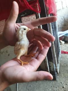 I have white black and blue  shamo chicks