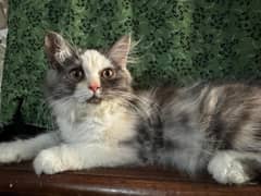 Female kitten