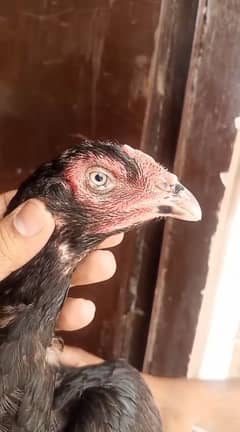 Thai Hint Aseel Madi