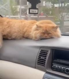cute Persian cat for sale healthy and vaccinated