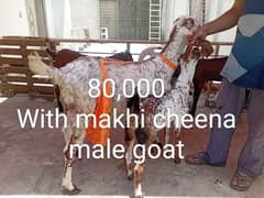 2 bakri ,4 bakry