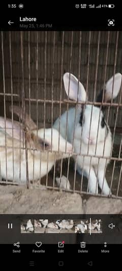 rabbit  pair for sale