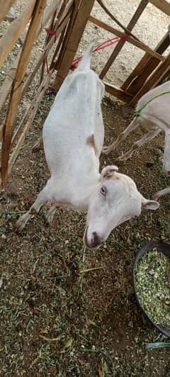 babri bakri