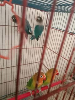 4 pairs love bird fresh pairs for sale