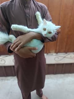 persian cats | one mother cat and  two kitten pair
