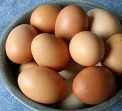 golden buff fertile eggs