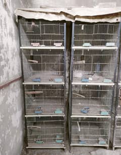 cages galvanized raw pahari ringneck k liye