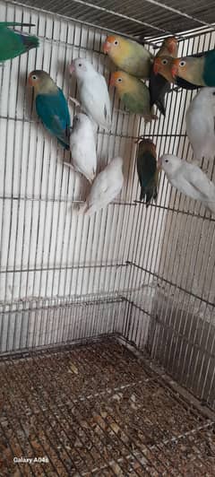 albino  red eyes pair 3000