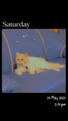 Male cat