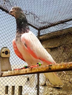 high flyer pigeon kabotar kabutar kabootar for sale