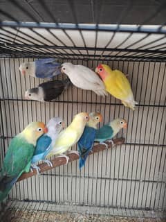 Albino - Cremino - Decino - Lovebirds