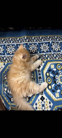 persian cat pair