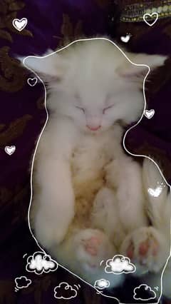 white Persian kittens, Persian doll faced kitten