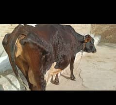 Cow